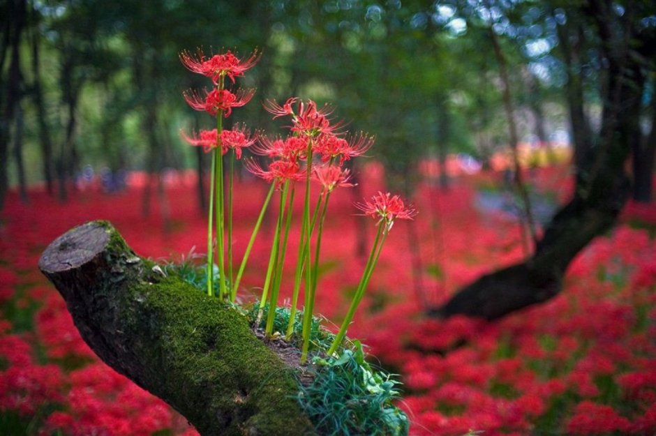 Глициния китайская Блю сапфир