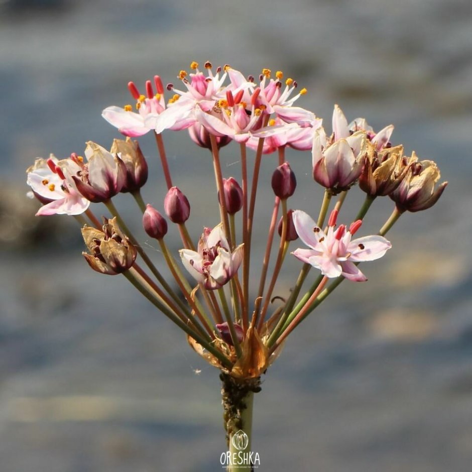 Дерево Делоникс Королевский
