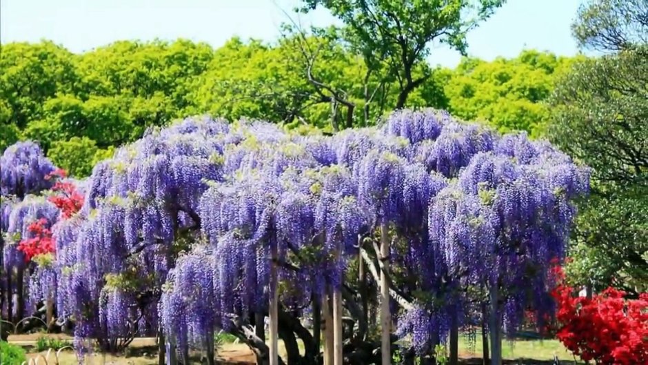 Корея черри блоссом