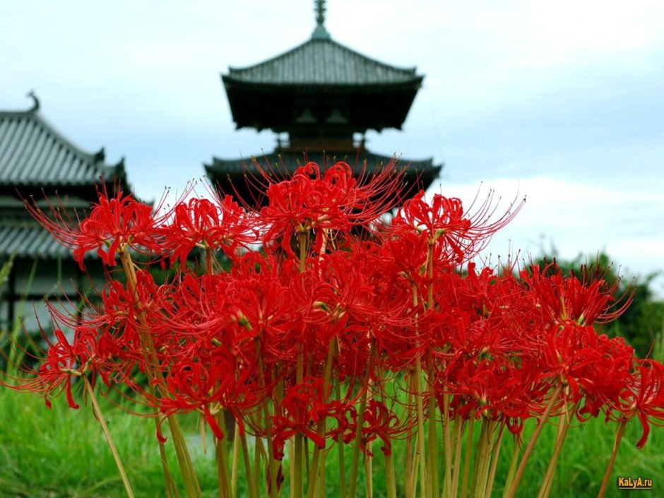 Глициния китайская Блю сапфир