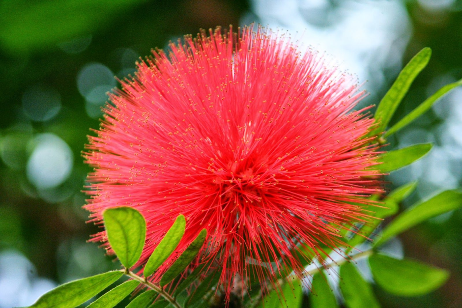 Японский клен дерево