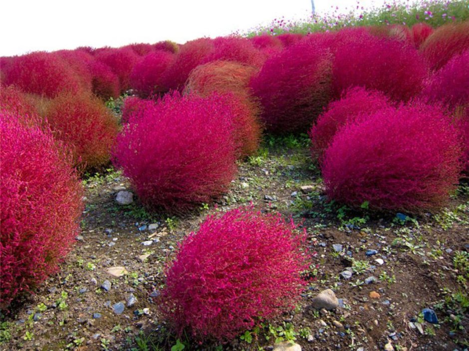 Manihot grahamii листья