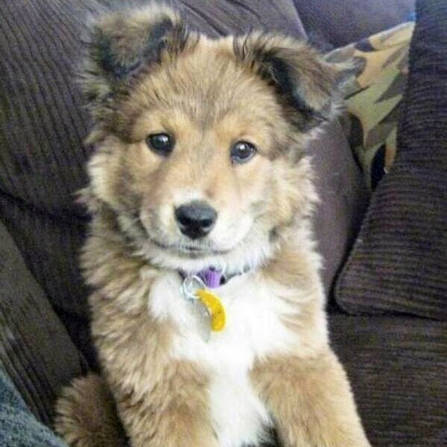 Щенок метис лайки