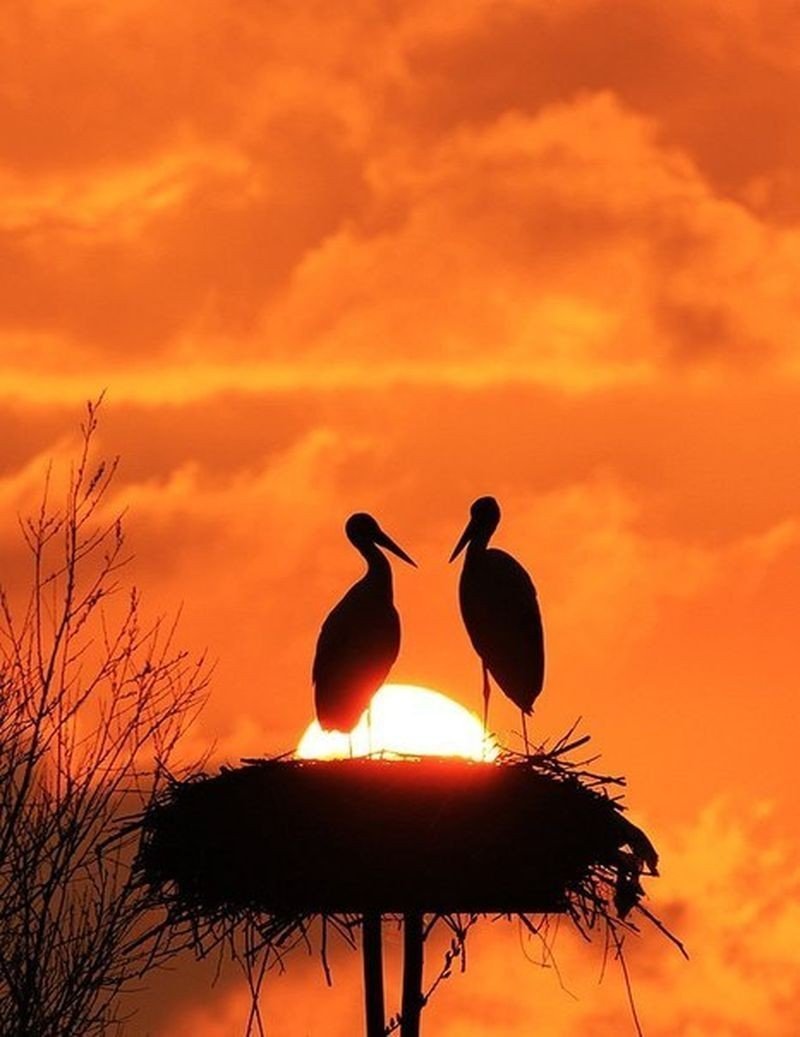 Птички на закате