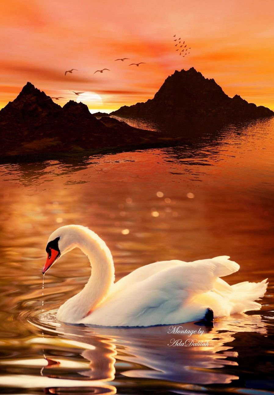 Лебеди на рассвете