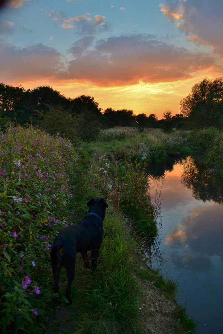 Вечер на природе с животными