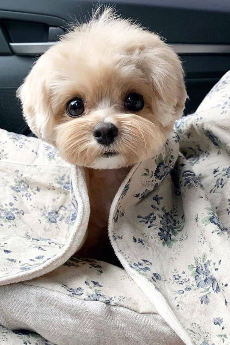 Маленькие собачки