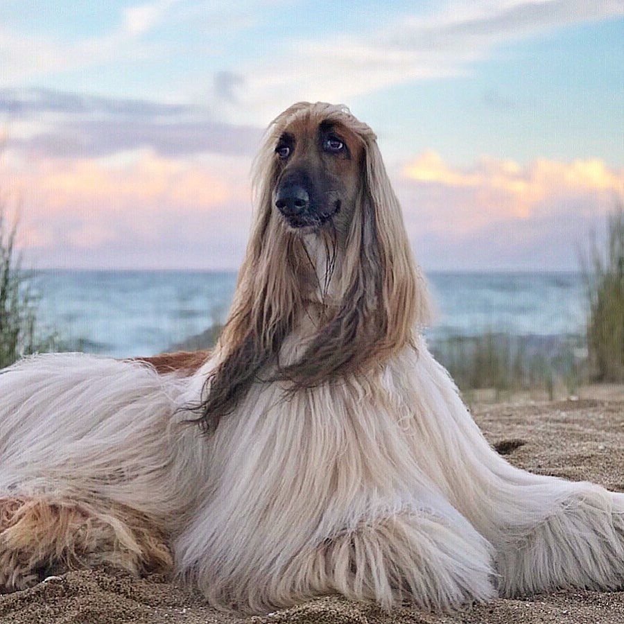 Эстон Афганская борзая