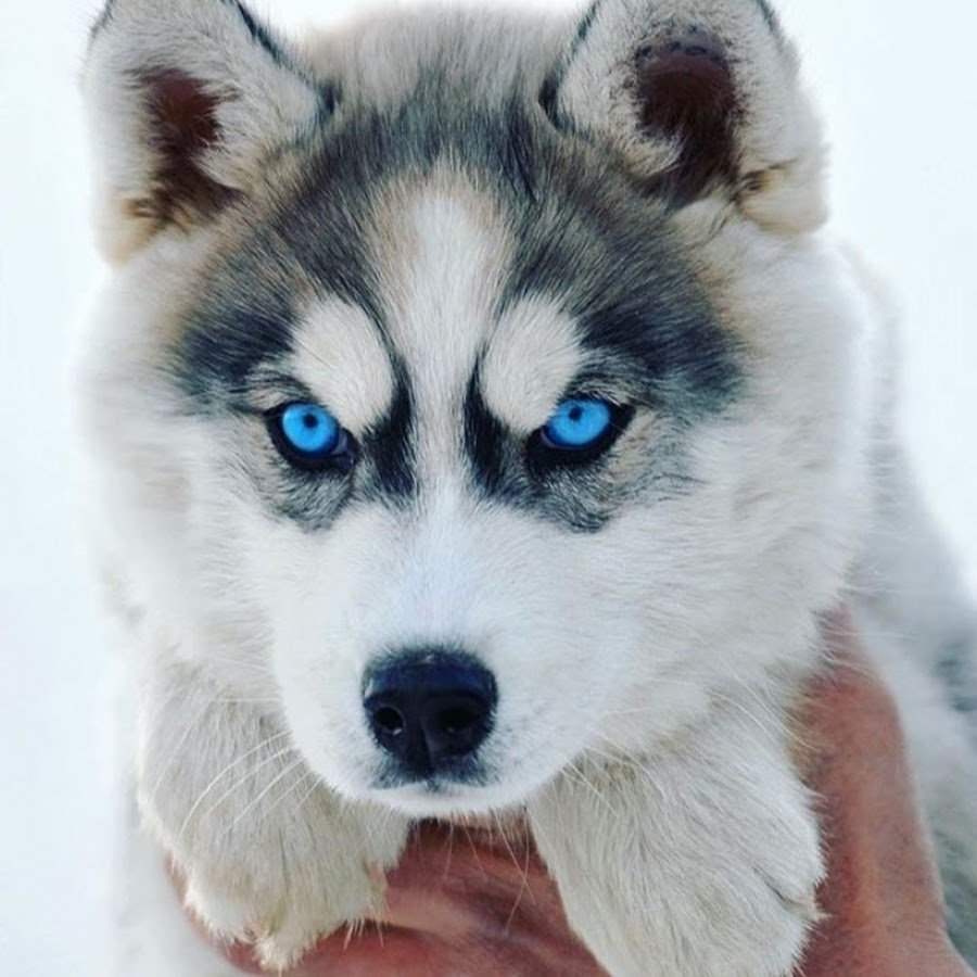Сибирский хаски щенок голубоглазый