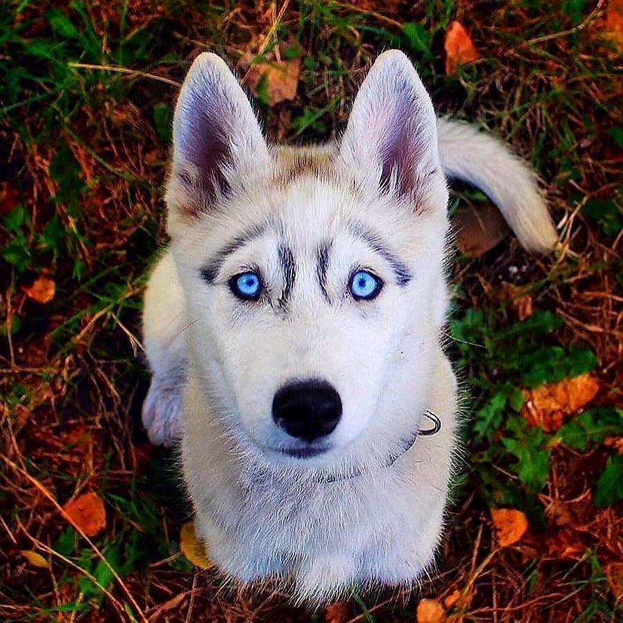 Хаски собака щенок голубоглазый