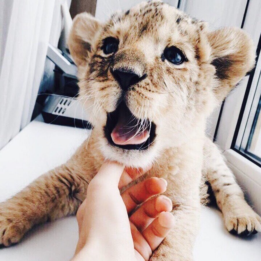 Львенок в доме