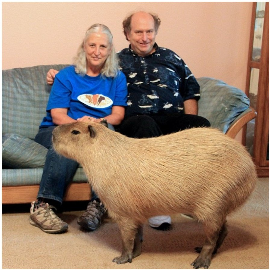 Большая морская Свинка капибара