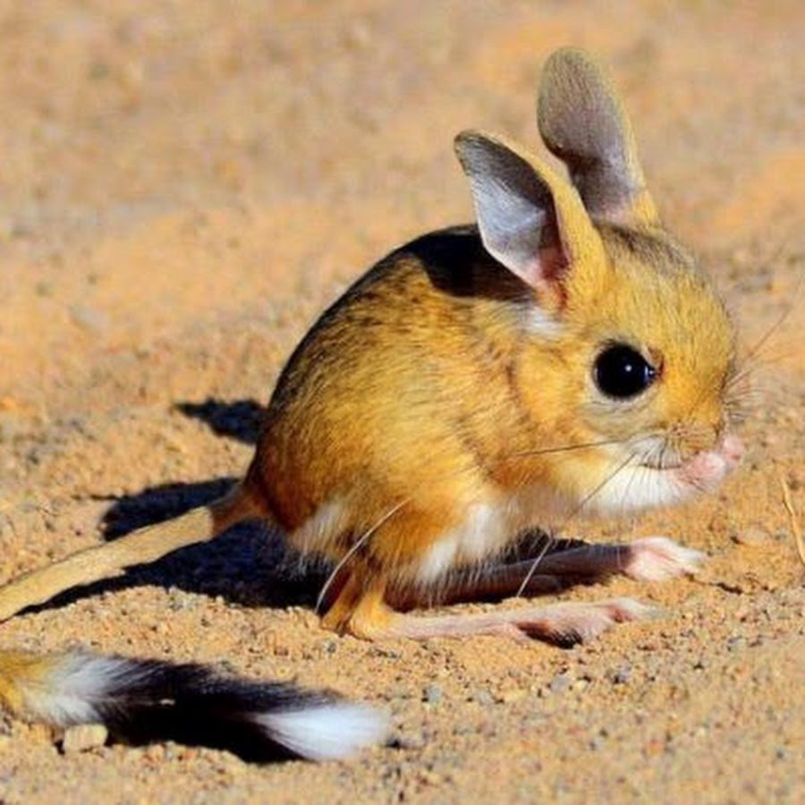 Карликовый жирнохвостый тушканчик