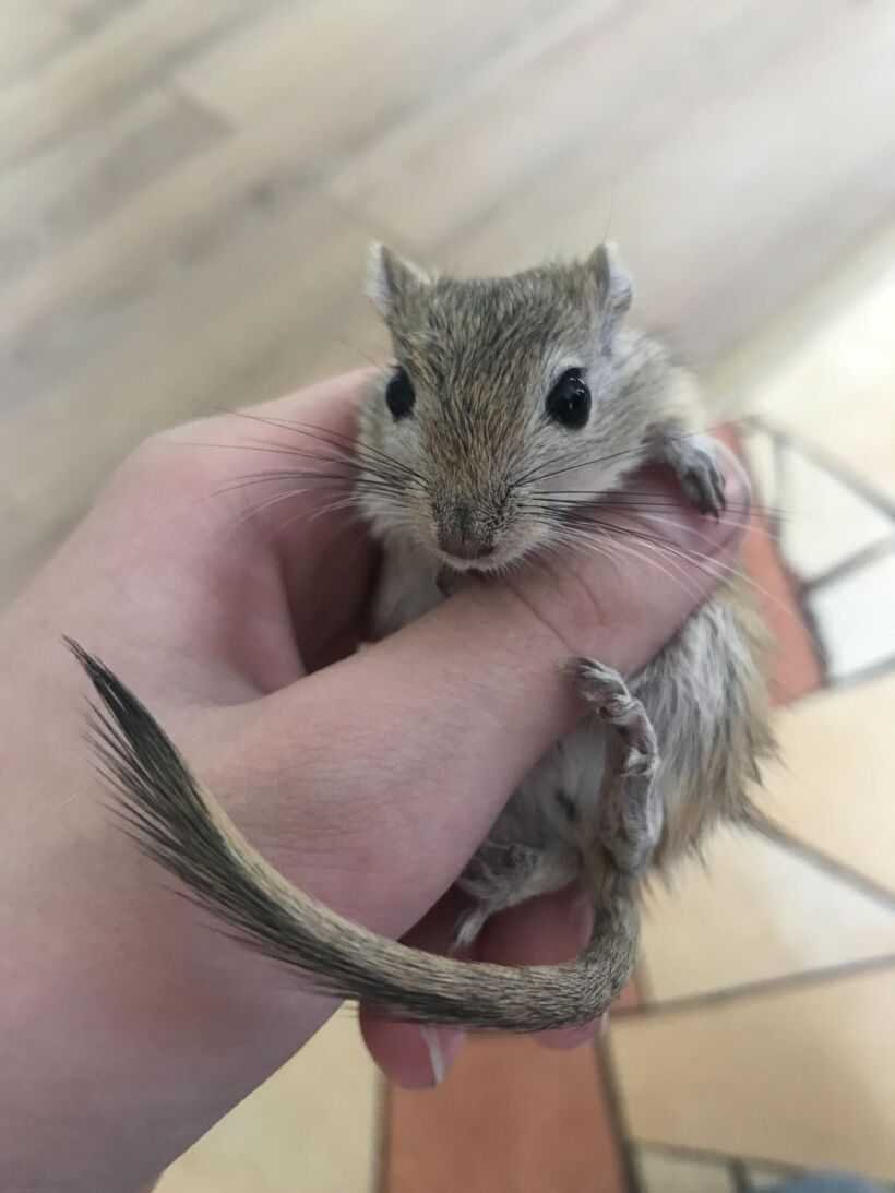 Песчанка монгольская