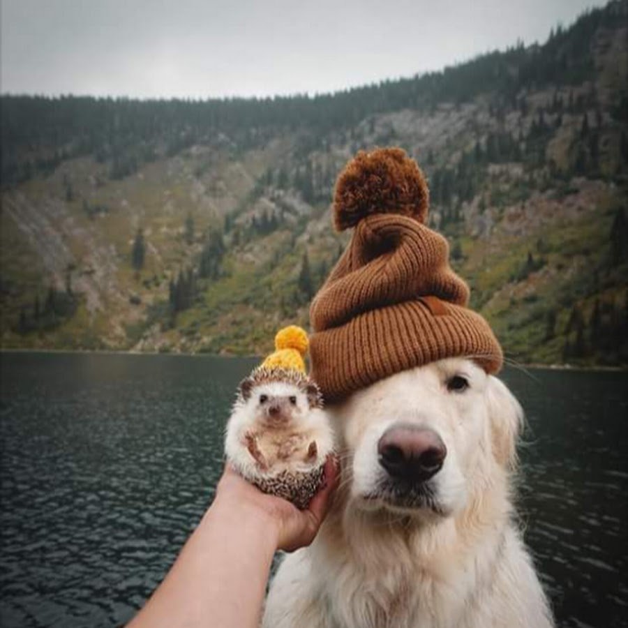 Собака и Ежик