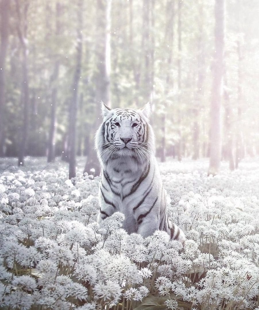 Амурский тигр альбинос