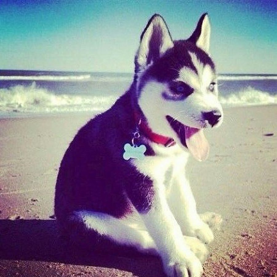 Российские красивые животные