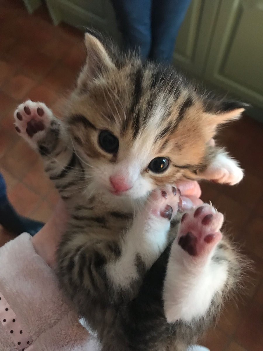 Самые милые животные до слез