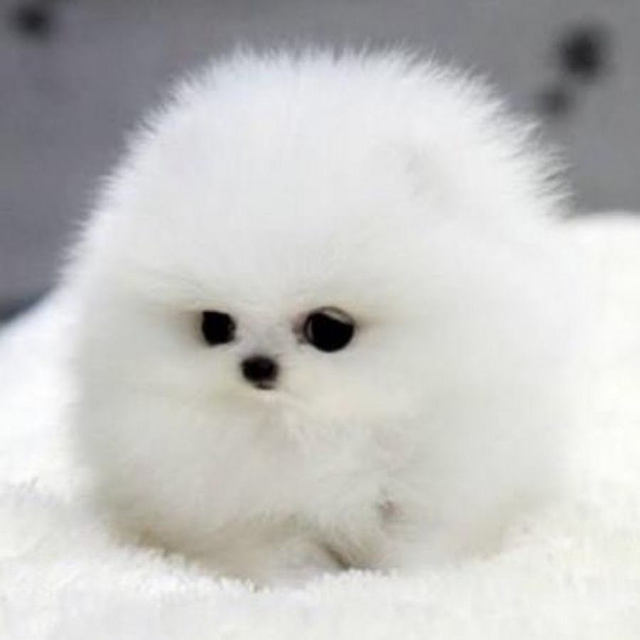 Пушистые собачки