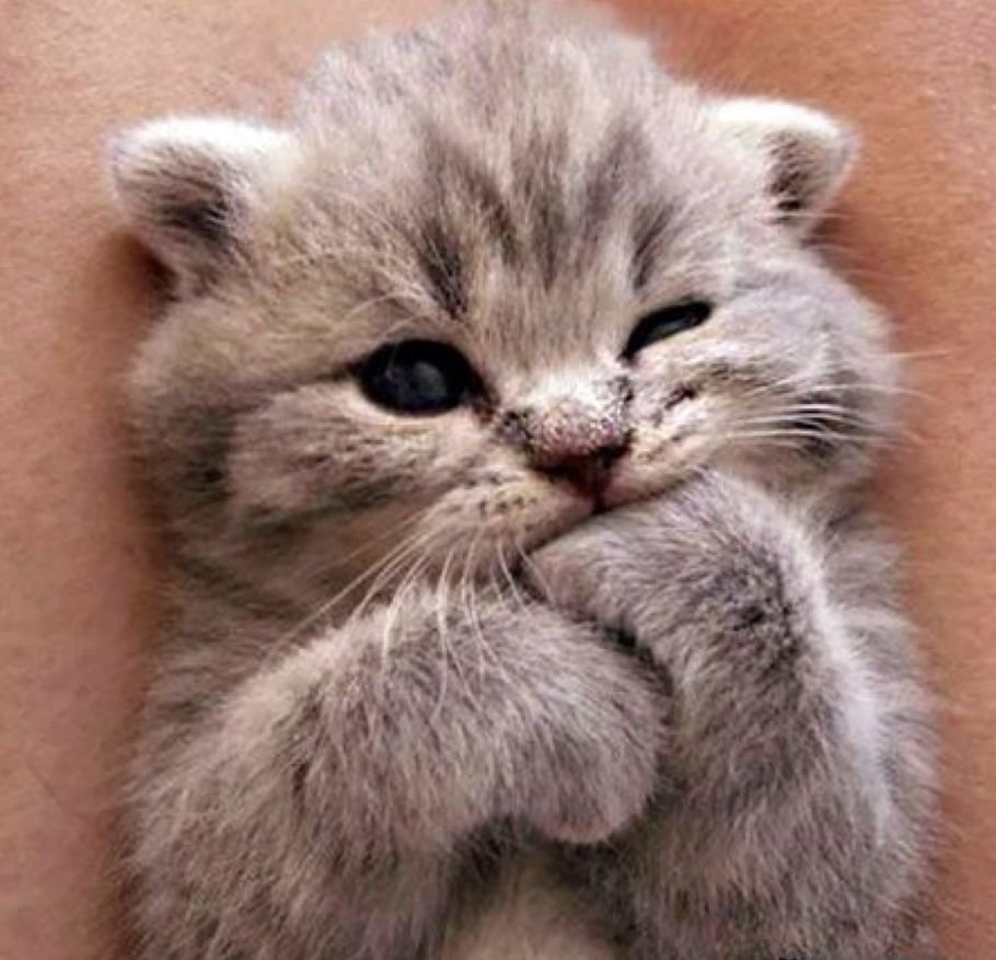 Самые милые животные мира до слез