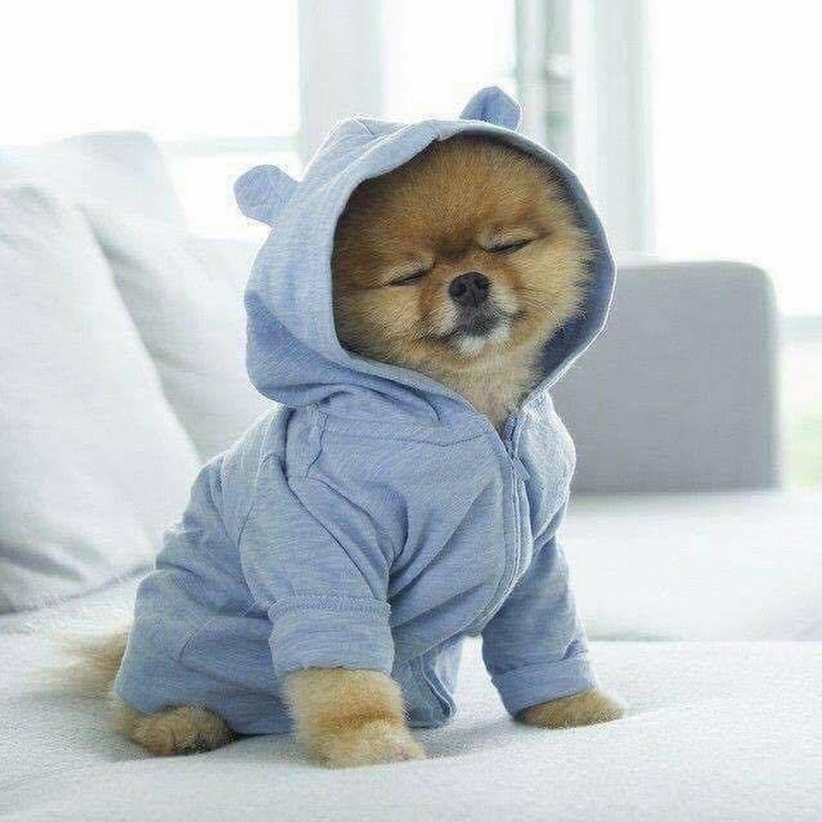 Милые Шпицы в костюмах