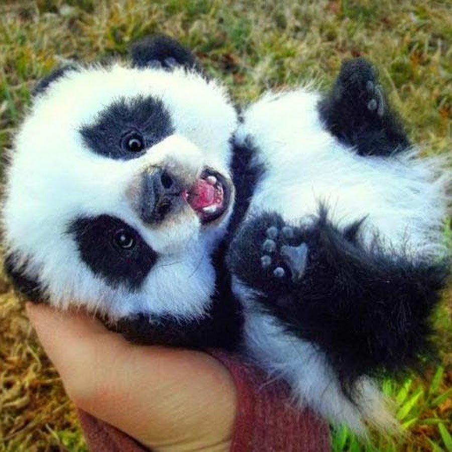 Панда (мини)