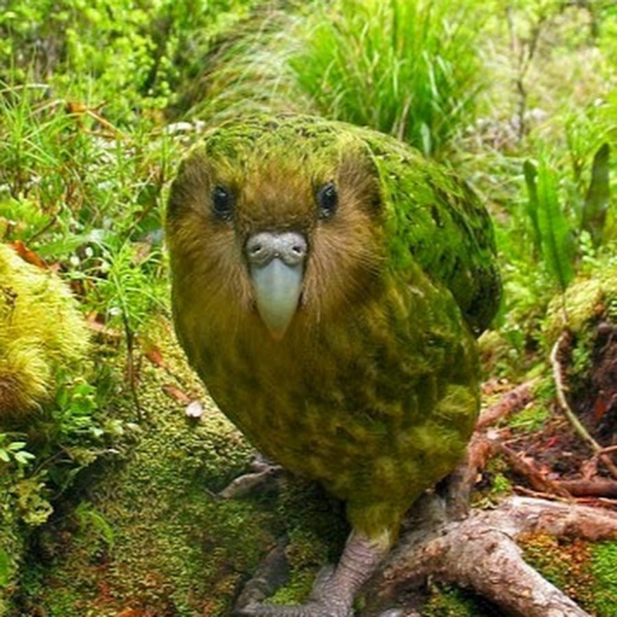 Необычные животные новой зеландии