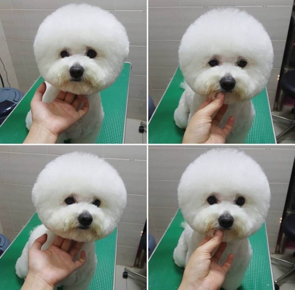 Бишон фризе корейская стрижка