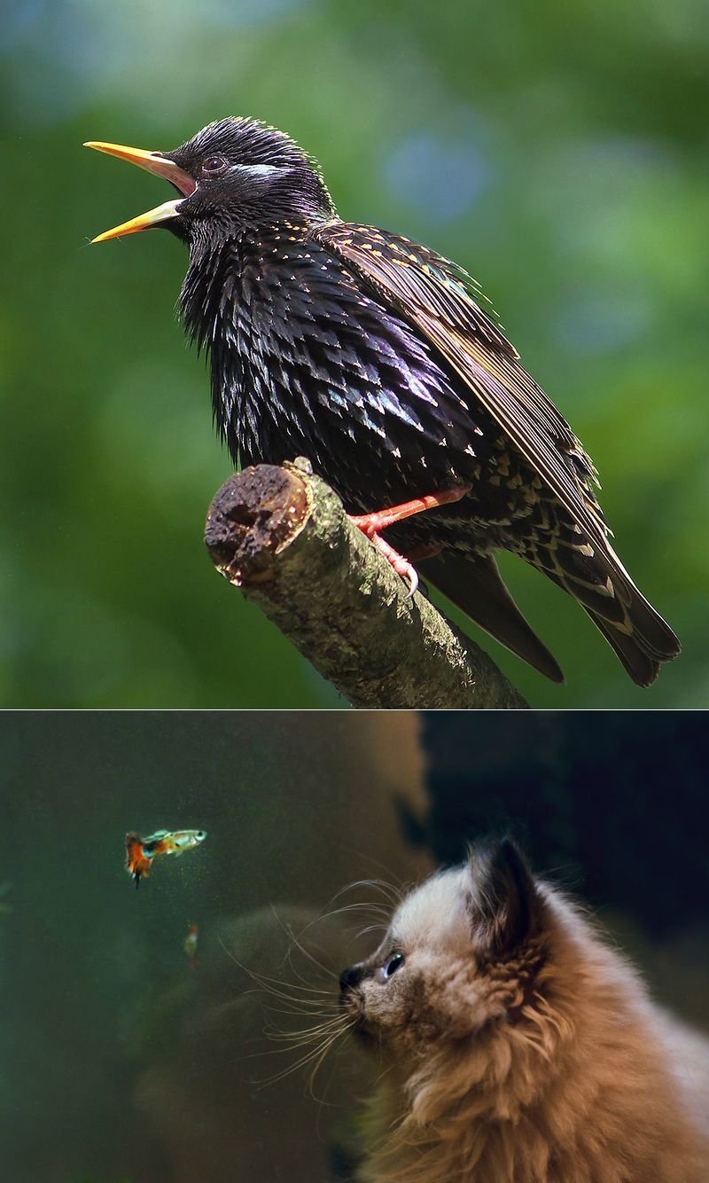 Русская выхухоль