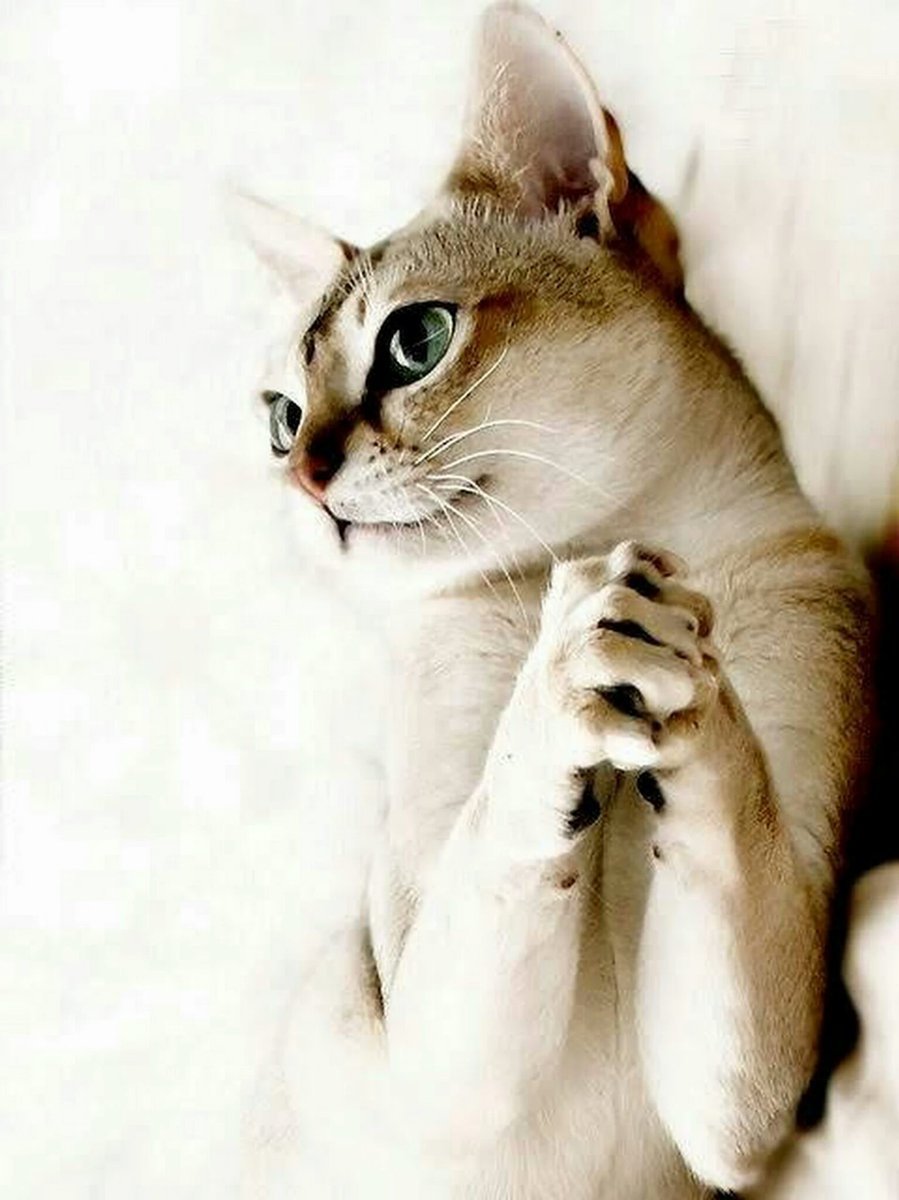 Красивые кошки