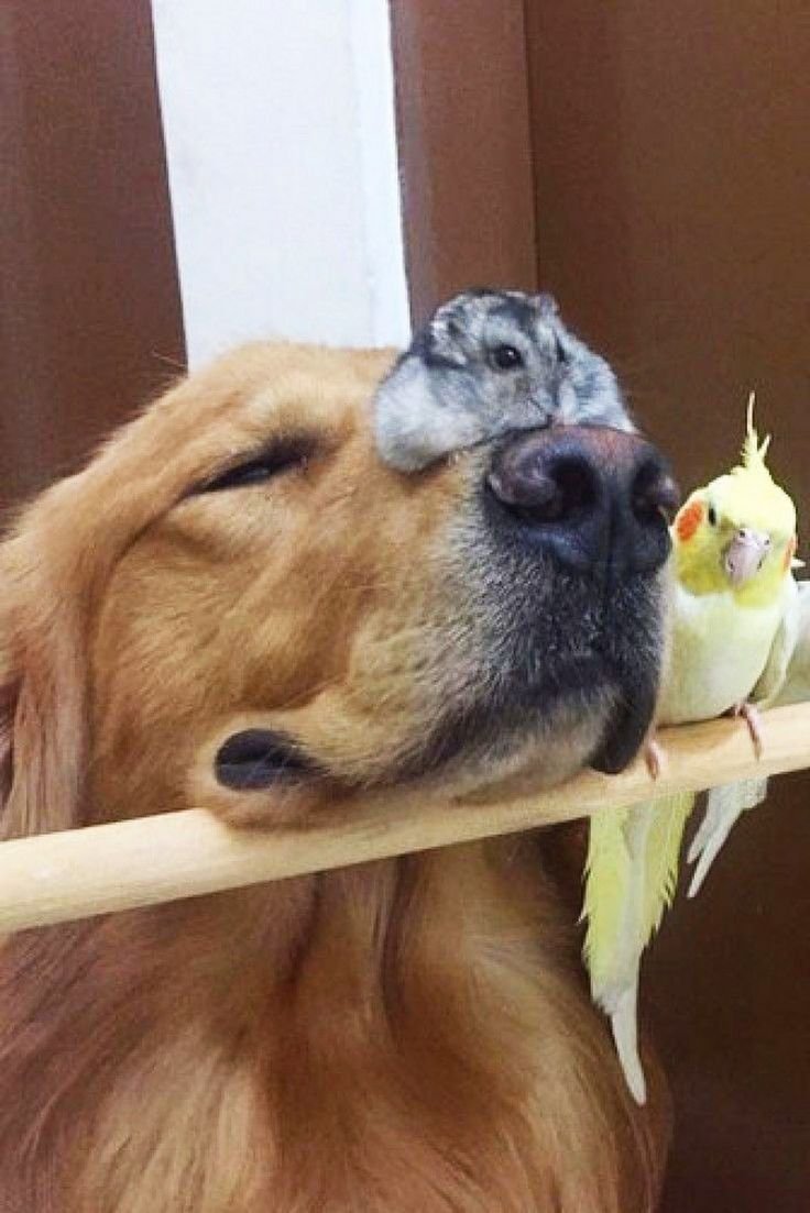 Кот собака и хомяк