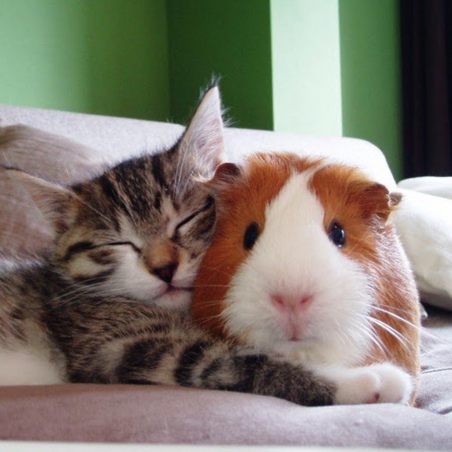 Смешные кошки собаки и хомяки