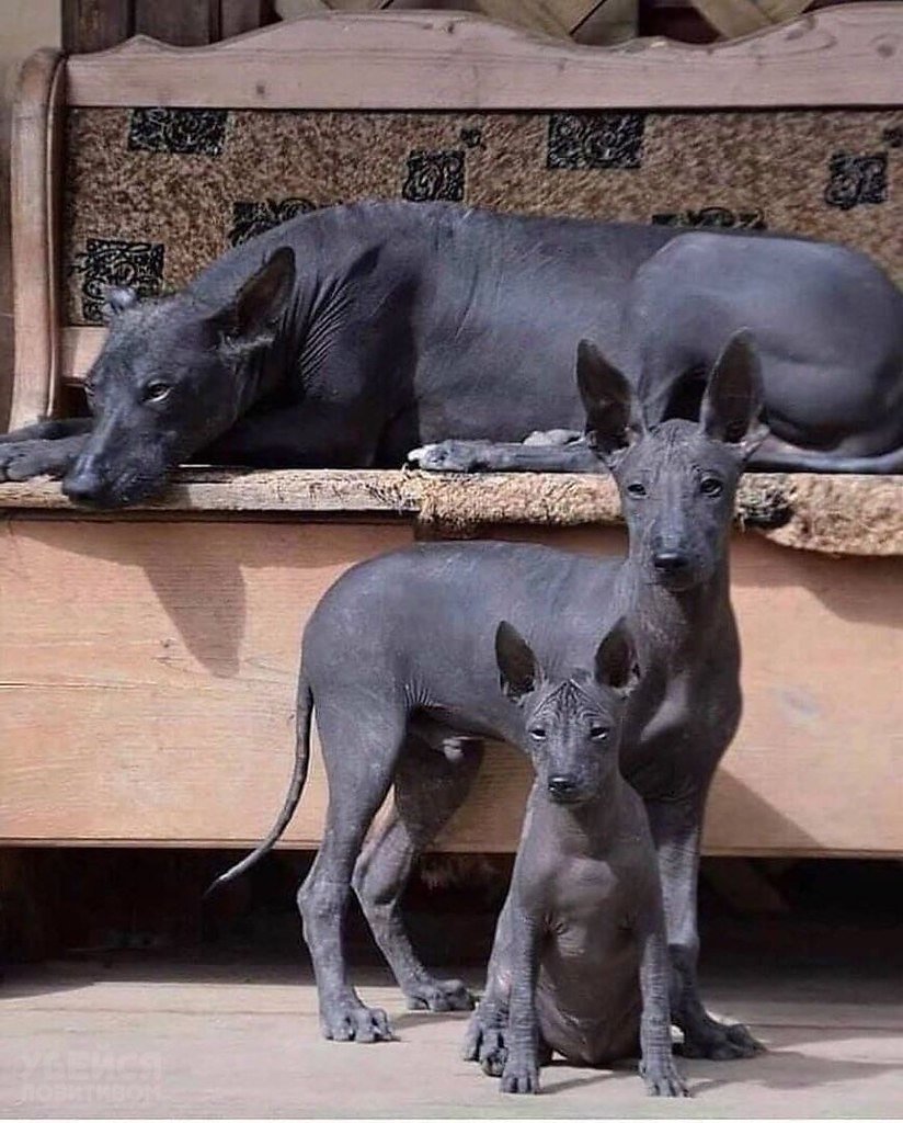 Ксолоитцкуинтли Анубиса