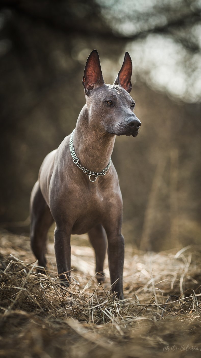 Мексиканский ксоло