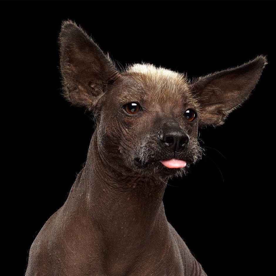 Ксолоитцкуинтли на черном фоне