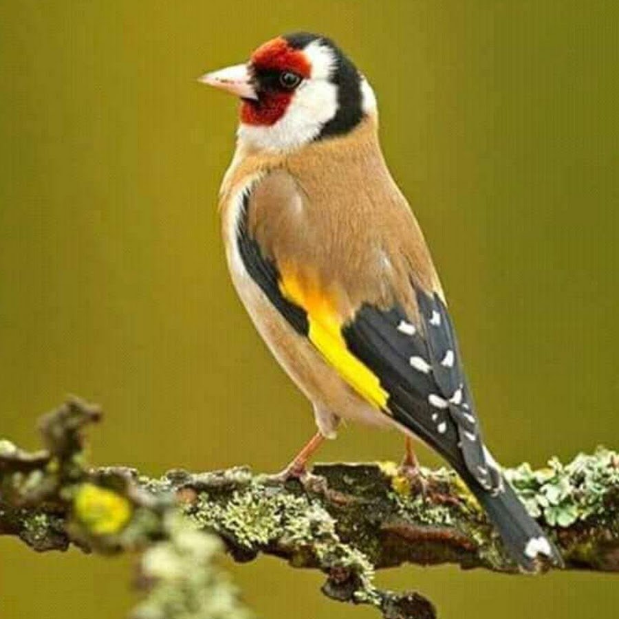 Черноголовый щегол самка