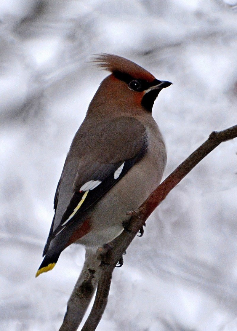 Хохлатая птица свиристель