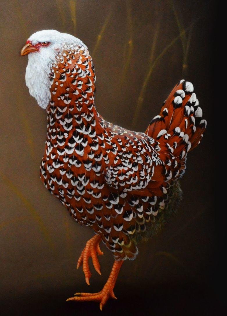 Петух породы Сибрайт