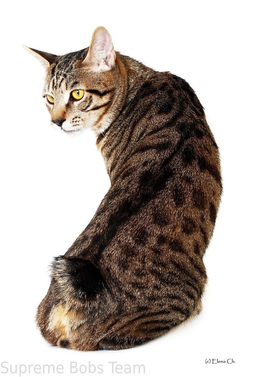 Курильская кошка пугливая