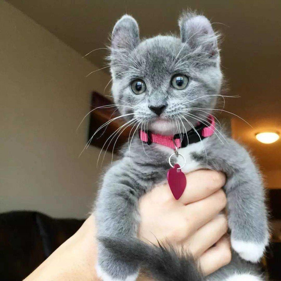 Кот с закруглымыми ушами