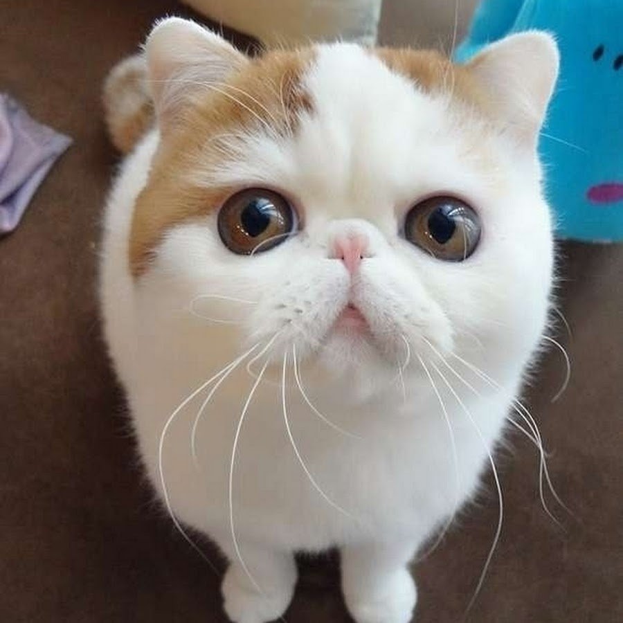 Порода кошек с круглыми ушами