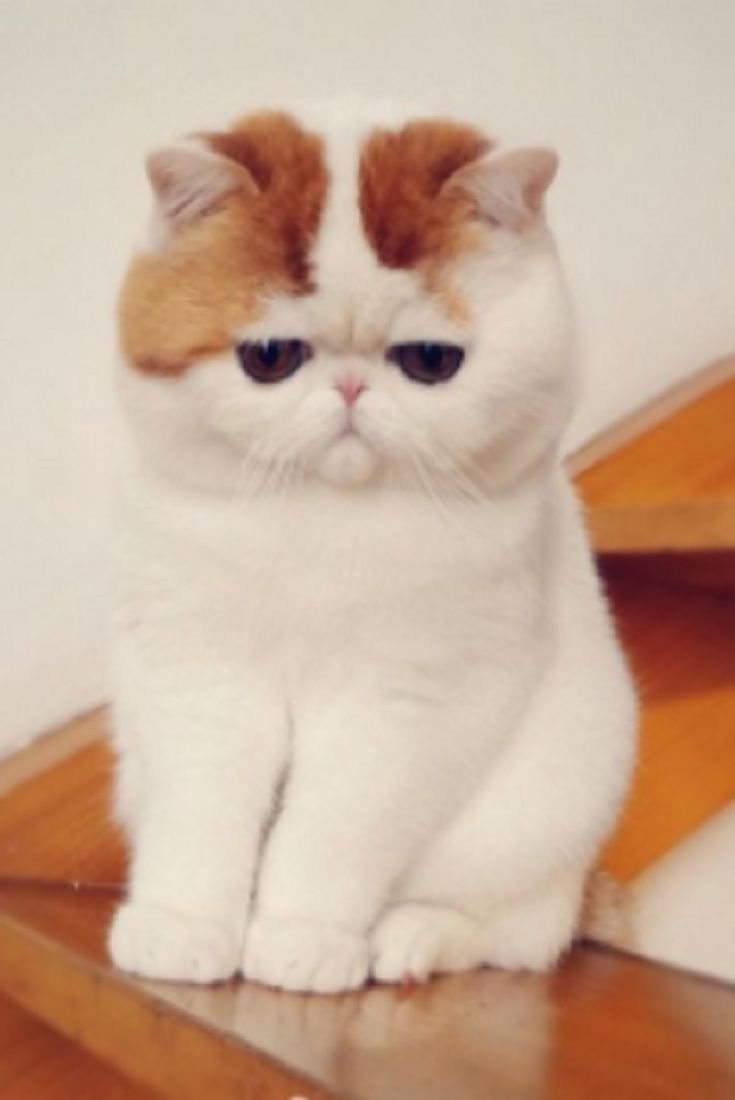 Японские породы кошек экзот