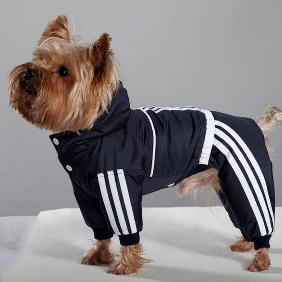 Комбинезон ЗМ Йоркширский терьер утепл