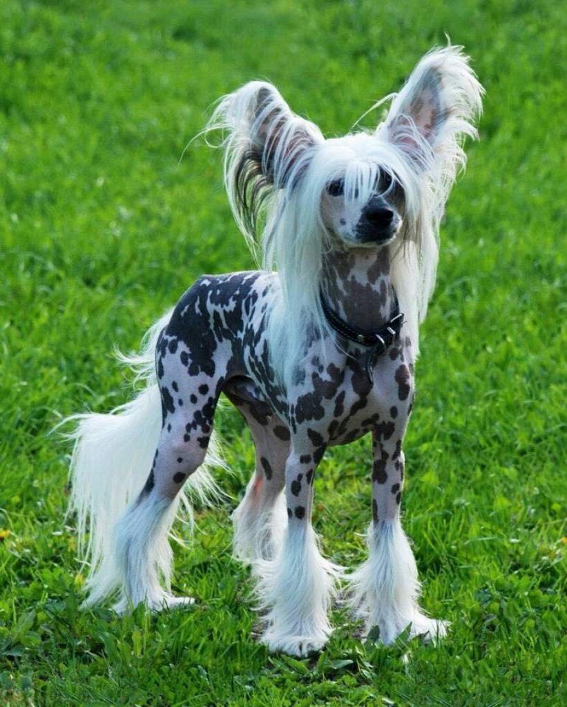 Китайская хохлатая собачка