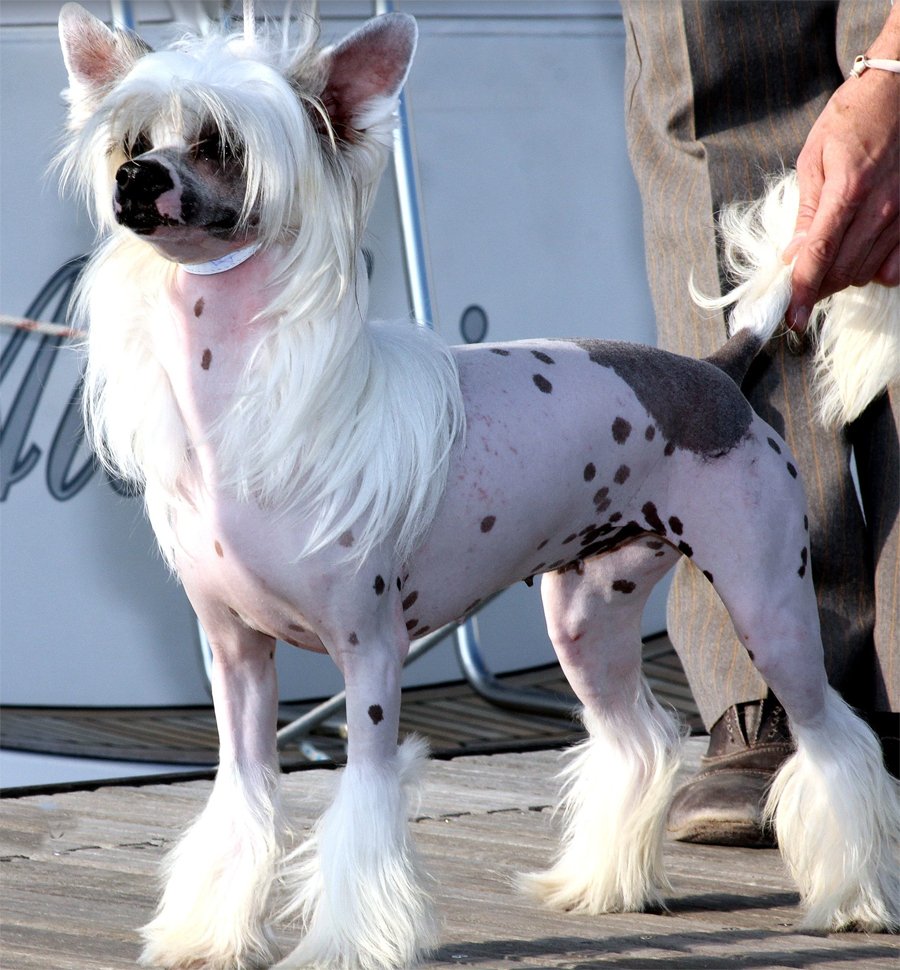 Китайские собаки породы фото с названиями