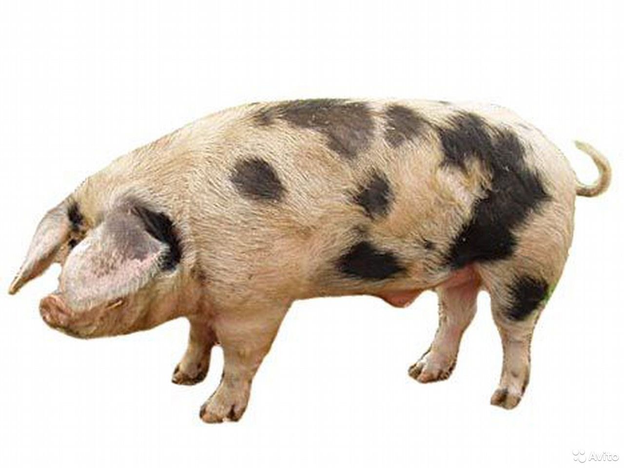 Степная свинья. Белорусская пестрая порода поросят. Белорусские черно-пестрые свиньи. Ливенская порода поросят. Северокавказская порода свиней.