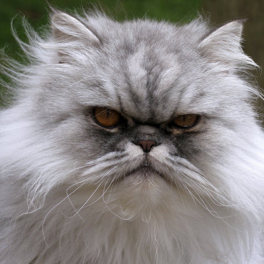 Персидская кошка с приплюснутой мордой