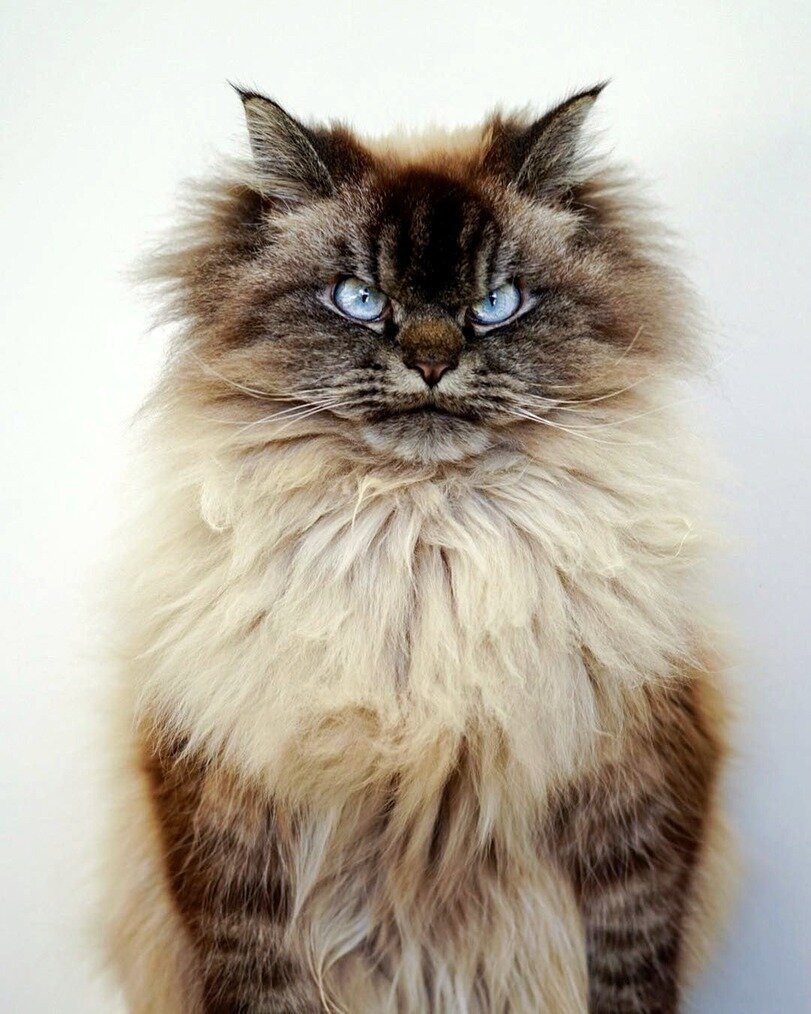 Канадский рэгдол мерлег