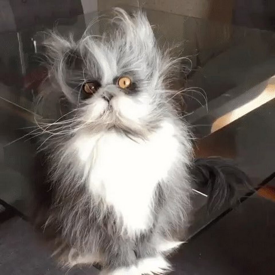 Смешной лохматый кот