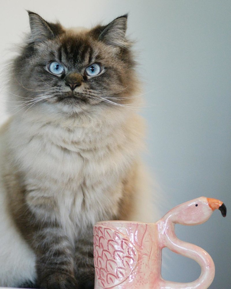 Кот Мерлин Рэгдолл